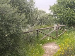 Flora del Cerro Masatrigo